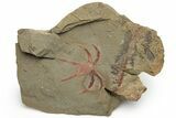 Soft-Bodied Marrellomorph (Furca) Fossil - Fezouata Formation #233383-1